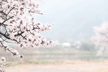 풍경, 사진, 달, 도로,