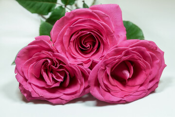Three pink roses isolated on white background closeup.