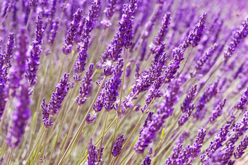a macro of lavanda and lavandin