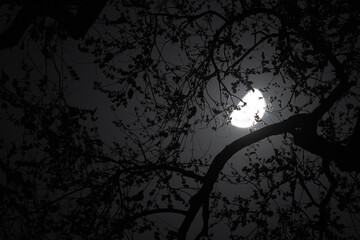 풍경, 사진, 달, 도로,