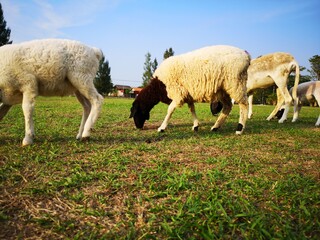 Obraz na płótnie Canvas A flock of sheep eating grass 