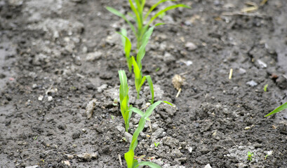 vegetable garden in spring image