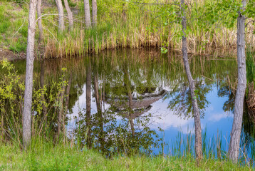 Obraz premium Trees and pond with reflection in a small American neighborhood, Aurora, Colorado