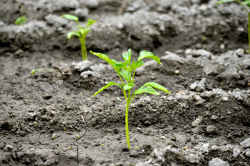 vegetable garden in spring image