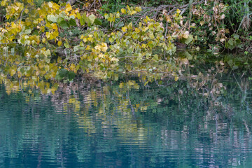 Obraz na płótnie Canvas Colored aquatic plants along the river in autumn