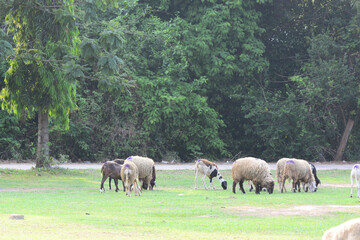 Obraz premium A flock of sheep eating grass 