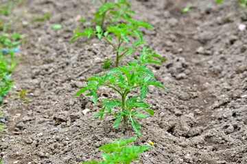 vegetable garden in spring image