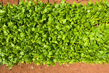 Rows of Green Beans ready for harvest in large field, Aerial image.
