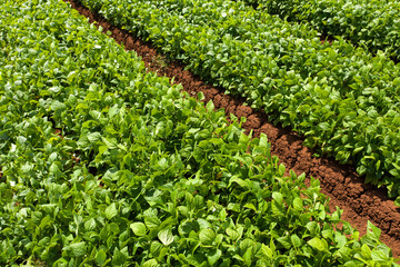 Rows of Green Beans ready for harvest in large field, Aerial image.
