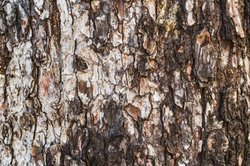 Pine tree bark texture