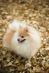 Fototapeta premium A dog of the Spitz breed walks in the autumn through the park in the fallen yellow foliage without a leash. Sniffs, looks around.
