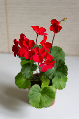 A plant of miniature zonal pelargonium with bright pink flowers on a light background.