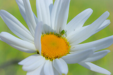 white daisy flower, camomiles and spider on a web