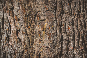 Pine tree bark texture