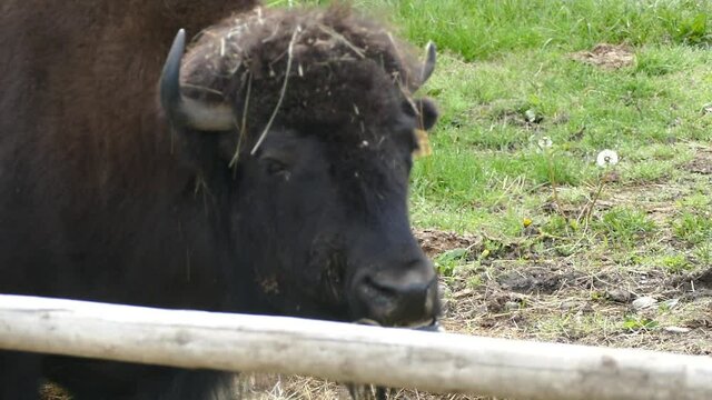 Couple of american bizon in the fence area farm
