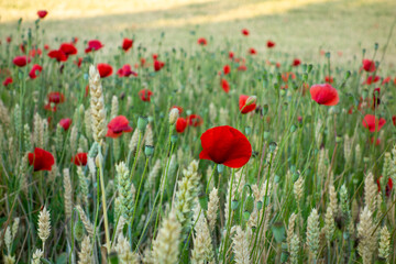 wild poppy flowers in a wheat field in navarra