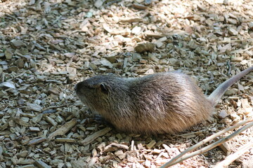 Fischotter