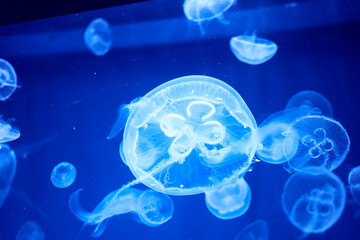 Fluorescent jellyfish on blue background, the ocean