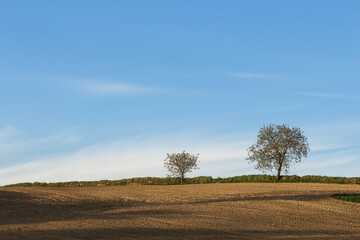 Fototapeta na wymiar Countryside landscape ith two trees under the blue sky.