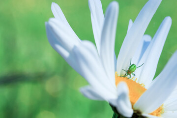 white crocus flower, field chamomile, spider house