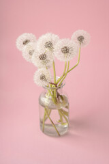 White dandelions in a transparent vase stand on a pastel pink background.