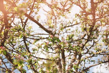Obraz premium Blooming apple tree with pink flowers. Low angle shot. Soft selective focus. Beautiful spring or summer background.