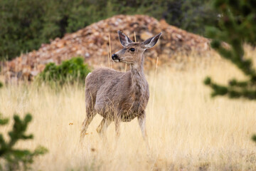 Fototapeta premium Morning Mule Deer