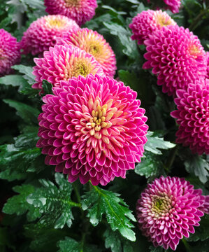Pink pompons chrysanthemum flowers's blooming 