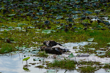 Two buffalo swimming in the swamp
