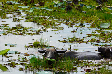 Two buffalo swimming in the swamp
