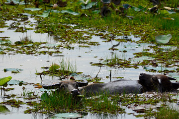Buffalo playing in the swamp
