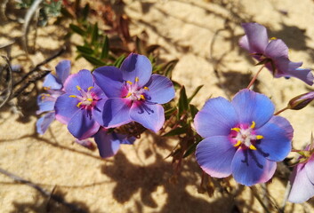purple flowers on the sand © Lesya