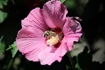 Hummel sammelt Pollen auf Hibiskus
