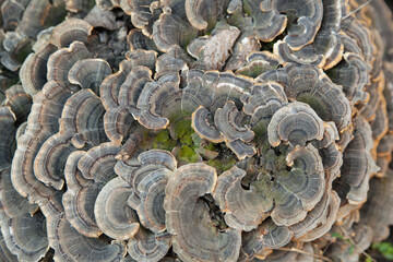 Natural abstraction of the tree fungus