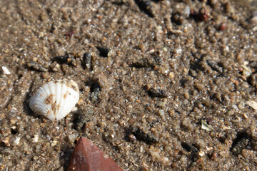 The sand on the seashore has shells.