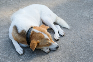 A white dog sleeping on the concrete ground.