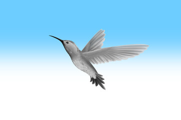 Obraz premium flying bird with colorful background