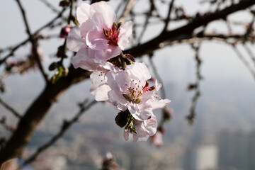 Barcelona during the Quarantine