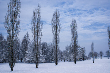 Pioppi e neve