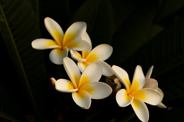 White Plumeria flowers (Frangipani alba) during sunset. An exotic flower that smells most intensely at night. In mythology the flower of lovers and lost travelers