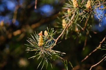 Fototapeta premium Young fresh pine cones on a branch in the sun and green pine needles on dark background.
