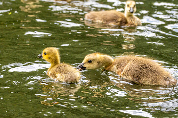 A younger gosling has strayed into the territory of an older family