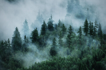 View of foggy mountains. Forested mountain slope in low lying cloud