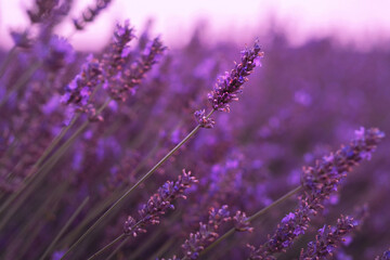 Fototapeta premium Violet lavender field at soft light effect for your floral background on horizontal web header or banner. Summer season in Provence - fresh lavanda flowers at pastel colors of ultraviolet tone.
