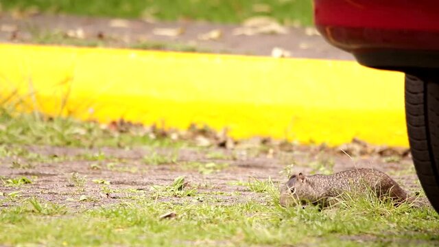Rock squirrel searching for food on a baly cared parking lot