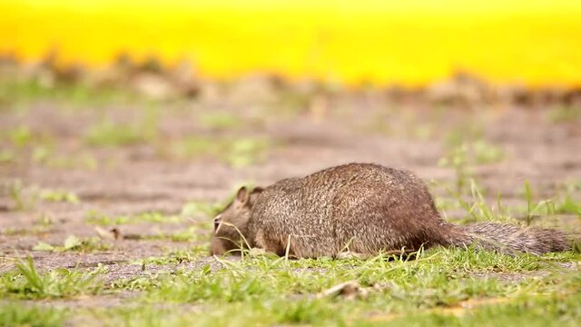 Rock squirrel searching for food on a baly cared parking lot