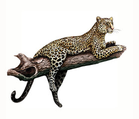 African Leopard (Panthera pardus pardus) © Liliya