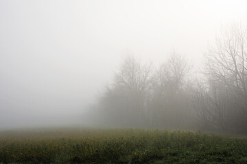 Fototapeta na wymiar Alberi nella nebbia