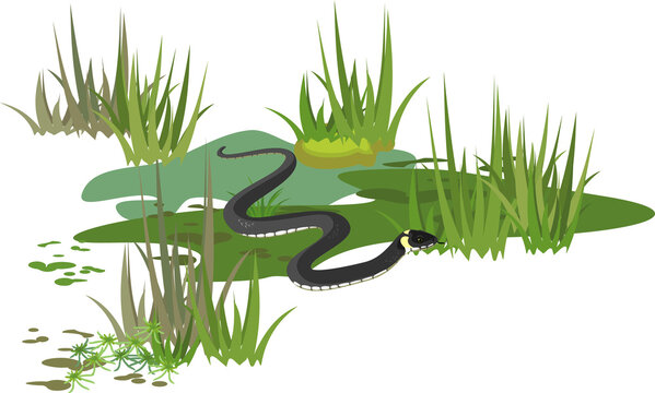Grass snake or Natrix natrix in swamp biotope