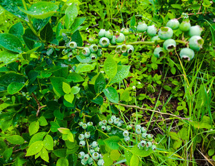 growing young blueberries in the garden.  green plant in the garden